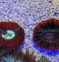 Trachyphyllia spp. (Red)