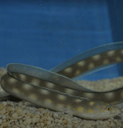Myrichthys breviceps