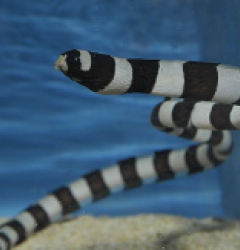 Myrichthys colubrinus