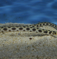 Myrichthys maculosus