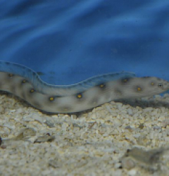 Myrichthys ocellatus