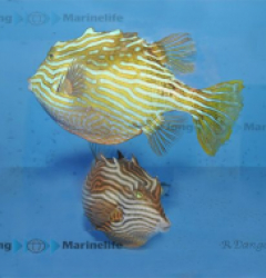 boxfish care