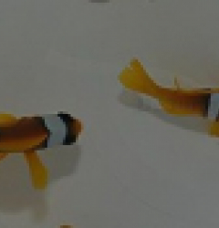 Amphiprion bicinctus (pair)