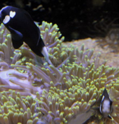 Amphiprion mccullochi (pair)