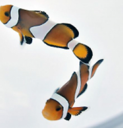 Amphiprion percula (pair)