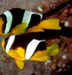 Amphiprion sebae (pair)