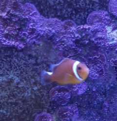 Amphiprion thiellei