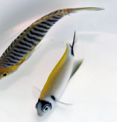 Genicanthus semifasciatus (female)