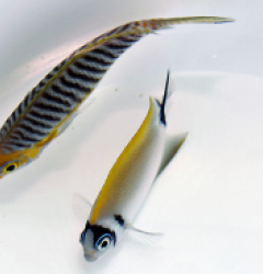 Genicanthus semifasciatus (pair)