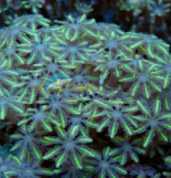 Clavularia spp. (Green)