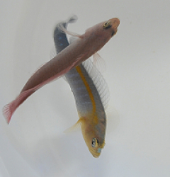Pseudochromis cyanotaenia (pair)