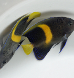 Pomacanthus maculosus