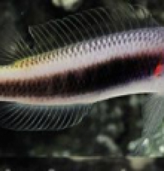 Pseudochromis tonozukai (female)