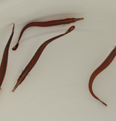 Pipefish - Pipefish - Marine Fish