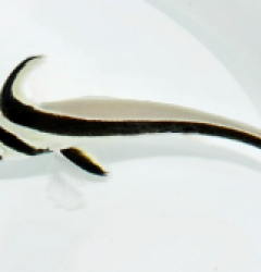 Equetus lanceolatus