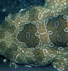 Orectolobus maculatus