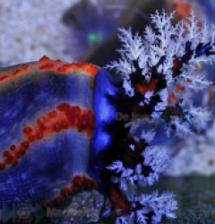 Pseudocolochirus axiologus (Australia)