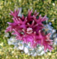 Seriatopora hystrix (Pink)