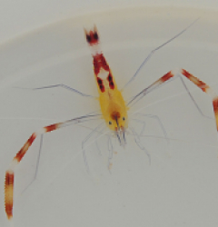 Stenopus cyanoscelis (Pair)