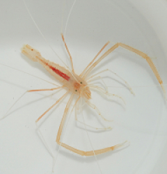 Stenopus pyrsonotus (Pair)