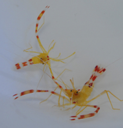 Stenopus scutellatus (Pair)