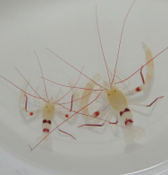 Stenopus zanzibaricus (Pair)