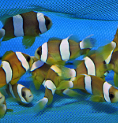 Amphiprion clarkii (Yellow) - T.B.
