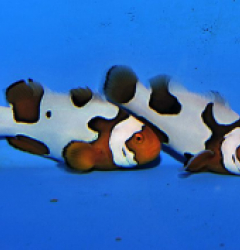 Amphiprion percula picasso (pair) - T.B.