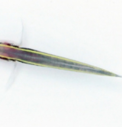 Elacatinus randalli - T.B.