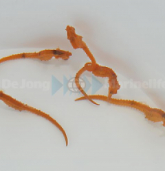 Hippocampus reidi (Orange) - T.B.