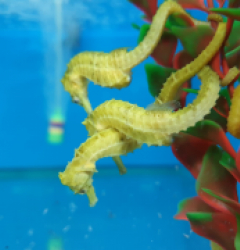Hippocampus reidi (Yellow) - T.B.
