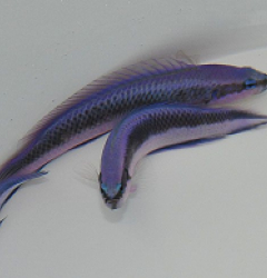 Pseudochromis fridmani X sankeyi - T.B.