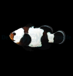 Amphiprion ocellaris black snowflake - T.B.