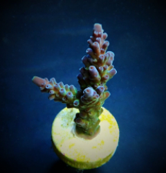 Acropora austera (frag)