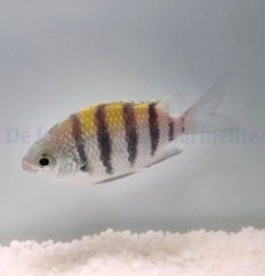 Abudefduf saxatilis (Caribbean)