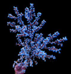 Acalycigorgia spp.
