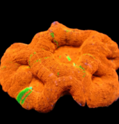 Acanthastrea bowerbanki (Bleeding Apple) pb 616