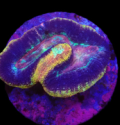 Acanthastrea bowerbanki (Holy Grail) (2h) o 352