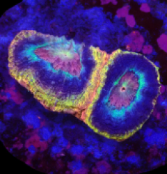 Acanthastrea bowerbanki (Holy Grail) (2h) o 379