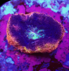 Acanthastrea bowerbanki (Holy Grail) (Grade B) (1h) o 009