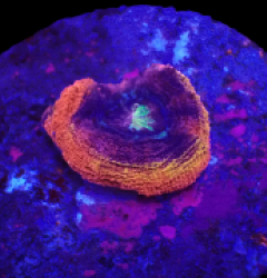 Acanthastrea bowerbanki (Holy Grail) (Grade B) (1h) o 021