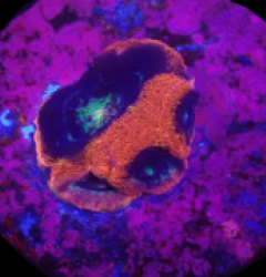 Acanthastrea bowerbanki (Holy Grail) (Grade B) (1h) o 300