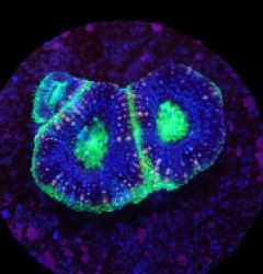 Acanthastrea bowerbanki (Premium) (DJM frag) o 100