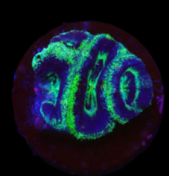 Acanthastrea bowerbanki (Premium) (DJM frag) o 139