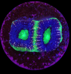 Acanthastrea bowerbanki (Premium) (DJM frag) o 167