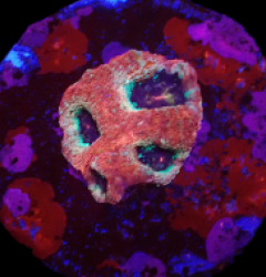 Acanthastrea bowerbanki (Premium) (DJM frag) o 181