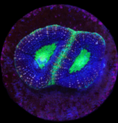 Acanthastrea bowerbanki (Premium) (DJM frag) o 189