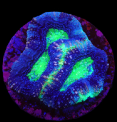 Acanthastrea bowerbanki (Premium) (frag)