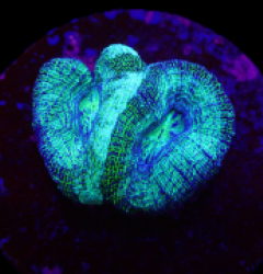 Acanthastrea bowerbanki (Premium) (DJM frag) o 209