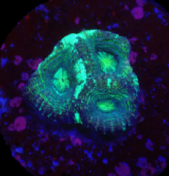 Acanthastrea bowerbanki (Premium) (DJM frag) o 236